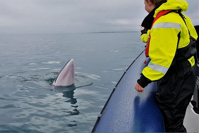 2-Hour RIB Boat Whale Watching Tour from Reykjavik - Leaving Reykjavik’s Old Harbour