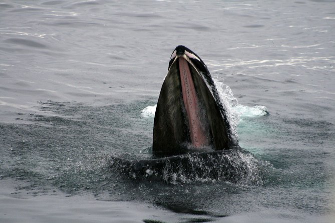 2-Hour RIB Boat Whale Watching Tour from Reykjavik - Akurey and the Summer Puffins