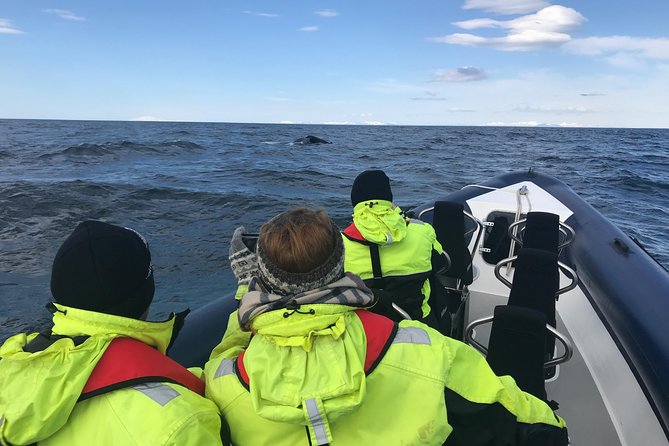 2-Hour RIB Boat Whale Watching Tour from Reykjavik - The Guide and Captain Make the Difference