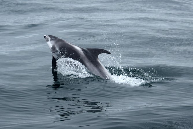 2-Hour RIB Boat Whale Watching Tour from Reykjavik - Practical Details That Matter