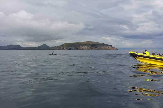 2 hour Round Trip in Vestmannaeyjar on a RIB Boat - Puffins, eider, and the island birdlife