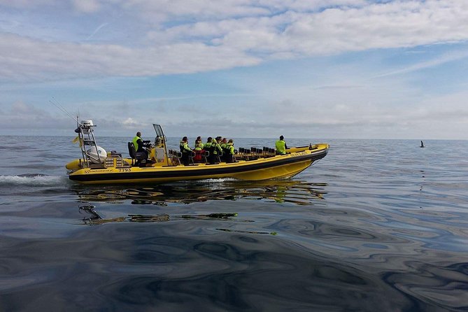 2 hour Round Trip in Vestmannaeyjar on a RIB Boat - Whales and seals are possible extras