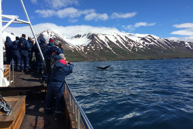 7-Day Complete Iceland: South Coast, Golden Circle, Akureyri & Snaefellsnes - Day 5: Whale watching from Dalvík and North Iceland