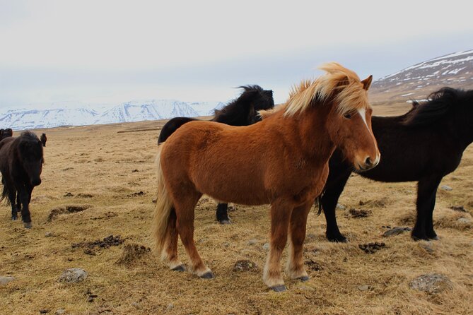 8 Day Winter Circle Tour, Ring Route of Iceland with Snæfellsnes Peninsula - Why this winter Ring Road tour works