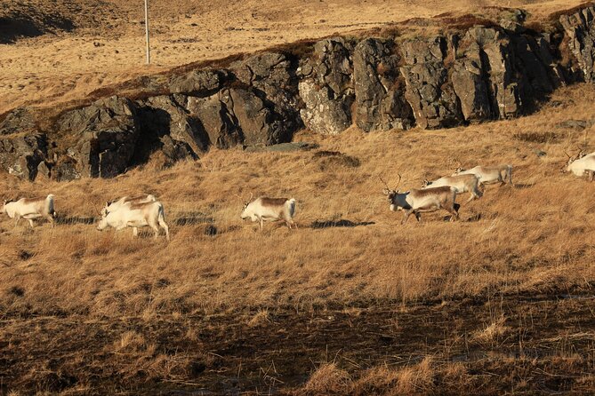 8 Day Winter Circle Tour, Ring Route of Iceland with Snæfellsnes Peninsula - Day 5: Mývatn’s volcanic oddities and Akureyri