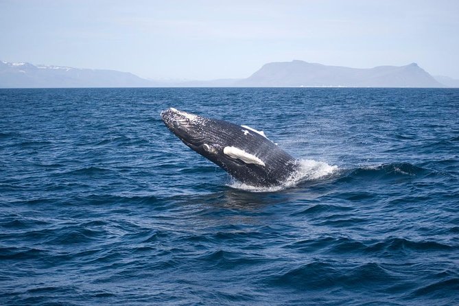 ATV & Whale Watching Full day adventure in Reykjavik - Riding toward Ulfarsfell mountain