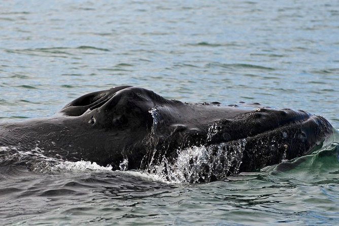 ATV & Whale Watching Full day adventure in Reykjavik - Lunch at Reykjavik’s old harbor
