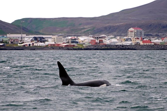 ATV & Whale Watching Full day adventure in Reykjavik - Who will enjoy this day most