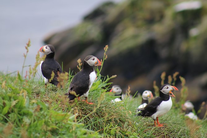 Classic Puffin Watching Cruise from Downtown Reykjavík - Key points at a glance
