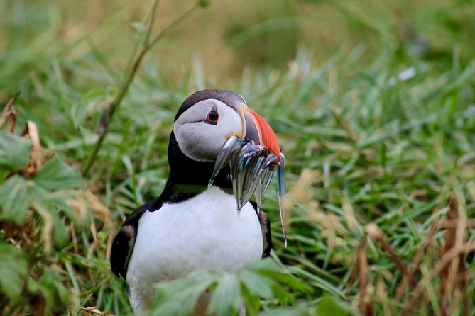 Classic Puffin Watching Cruise from Downtown Reykjavík - A quick boat ride to Reykjavík’s puffin islands