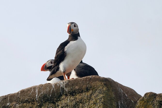 Classic Puffin Watching Cruise from Downtown Reykjavík - The guide’s role and the value of live explanation