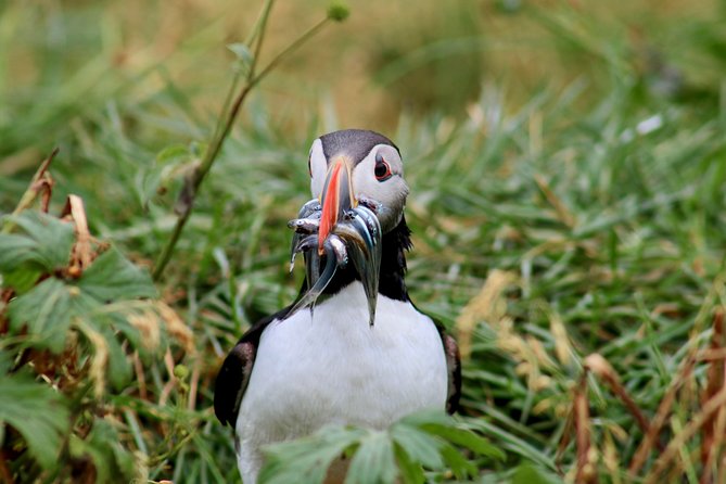 Classic Puffin Watching Cruise from Downtown Reykjavík - Is the $60 price fair?