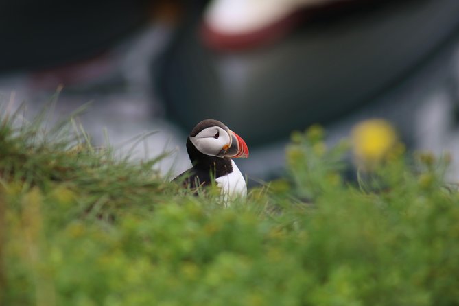 Classic Puffin Watching Cruise from Downtown Reykjavík - Who will enjoy this outing most?