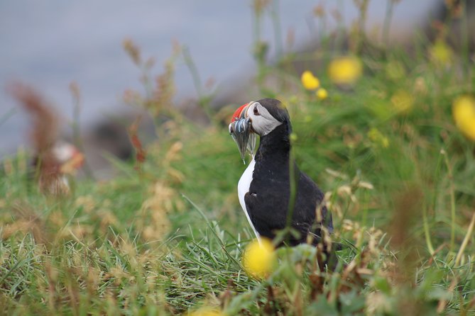 Classic Puffin Watching Cruise from Downtown Reykjavík - Timing your puffin cruise