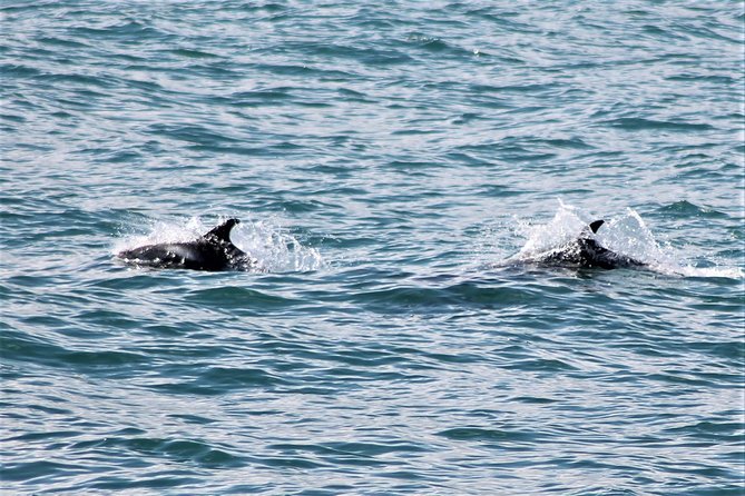 Deluxe Whale Watching and Whales of Iceland Exhibition Combo from Reykjavik - Sailing out from Reykjavik’s Old Harbour