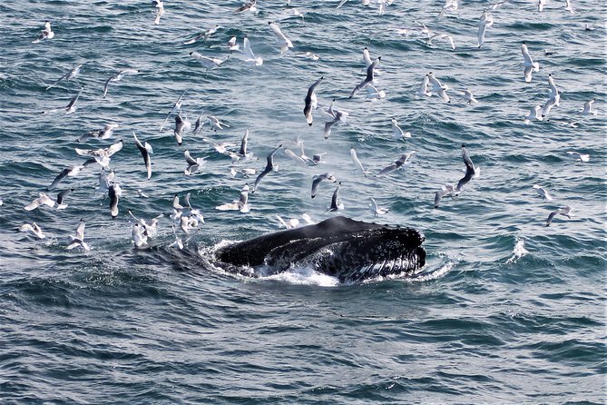 Deluxe Whale Watching and Whales of Iceland Exhibition Combo from Reykjavik - Weather, motion, and the realities of open water