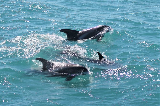 Deluxe Whale Watching and Whales of Iceland Exhibition Combo from Reykjavik - Who will enjoy this outing most