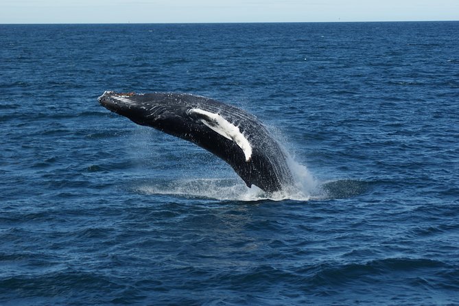 Deluxe Whale Watching and Whales of Iceland Exhibition Combo from Reykjavik - Booking details that can save you trouble