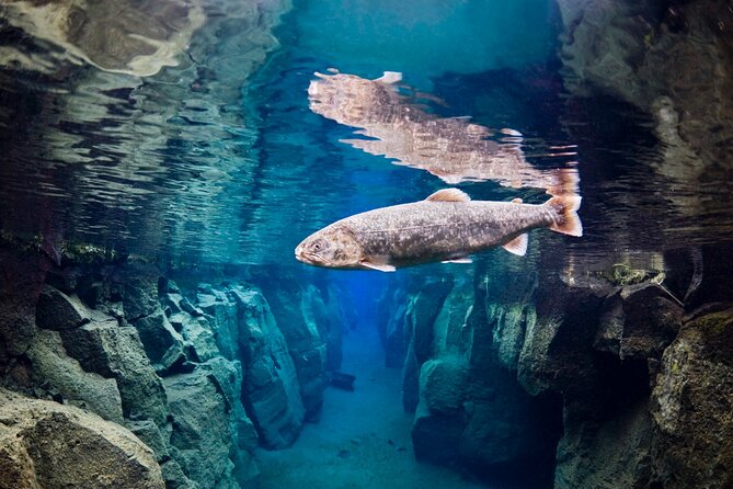 Double Snorkeling Adventure near Húsavík in North Iceland - What the guide and small group add