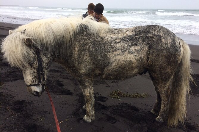 Family Horse Riding Tour in Thorlakshofn - Is $180 a fair price?