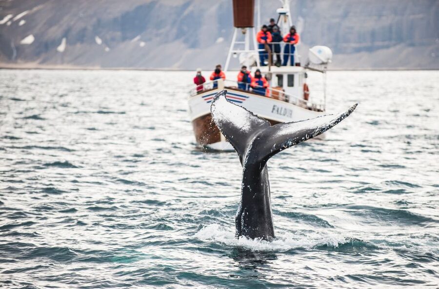 From Reykjavík: 4, 5, 6 or 7-Day Small-Group Ring Road Tour - Day Four: Akureyri, Whale Watching, and Tröllaskagi