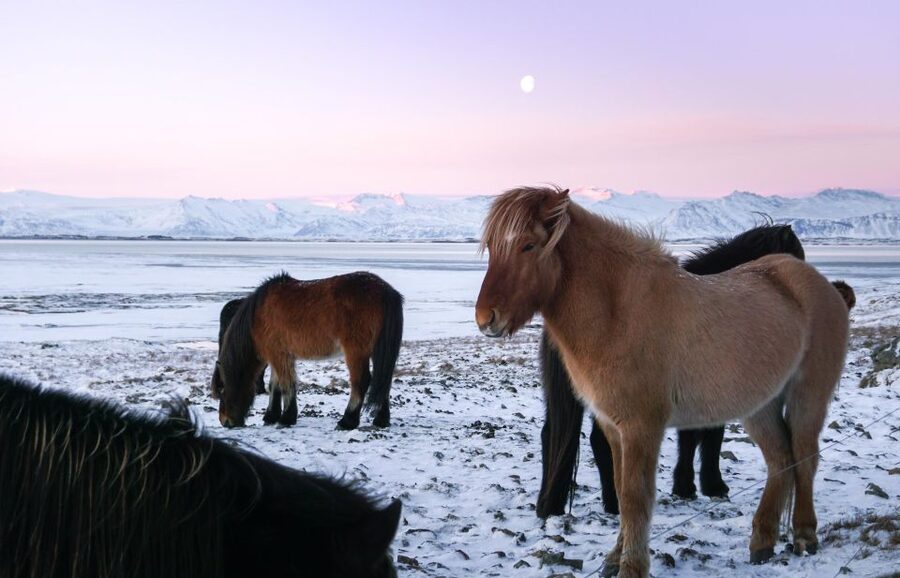 From Reykjavik: 6-Day Icelandic Ring Road Tour - Who should book this six-day Iceland tour?