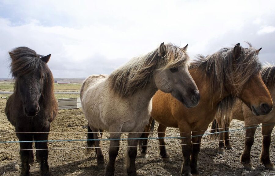From Reykjavik: 6-Day Icelandic Ring Road Tour - Day 2: Vík, glacier ice, and Diamond Beach