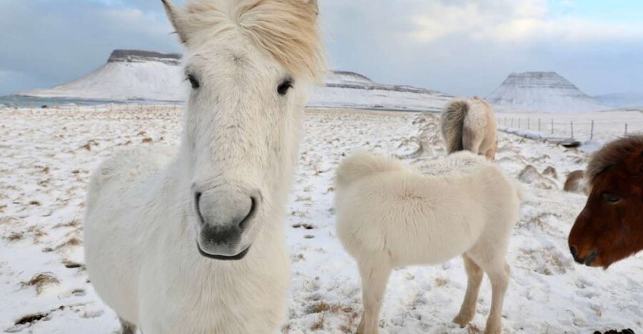 From Reykjavík: Full-day Golden Circle & Horse Riding Tour - Riding an Icelandic horse for two hours