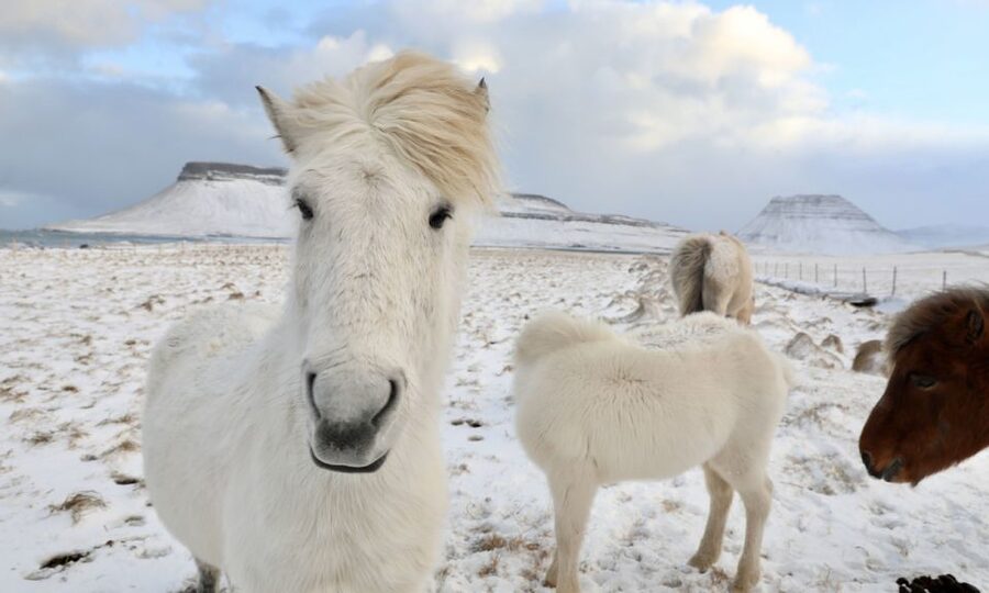 From Reykjavík: Full-day Golden Circle & Horse Riding Tour - Getting from Reykjavík to Laxnes Horse Farm