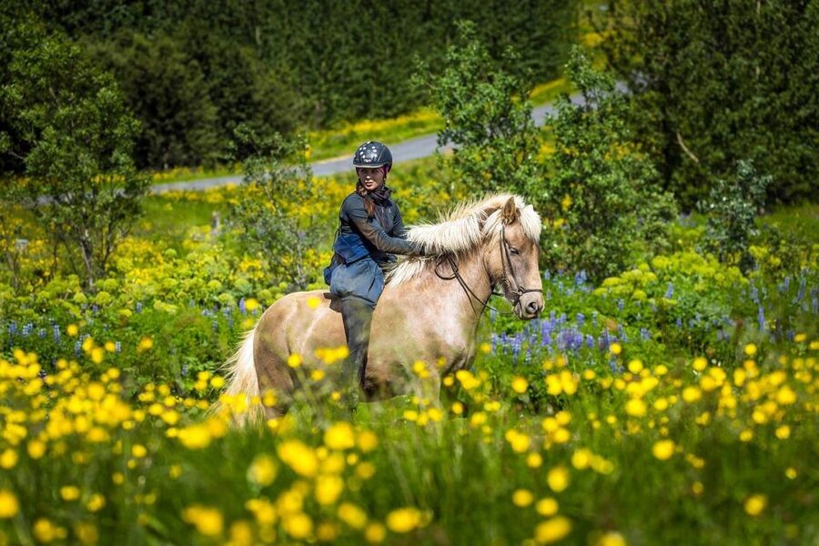 From Reykjavik: Full-Day Horse Riding & Golden Circle Tour - From Icelandic Horse Trails to the Golden Circle