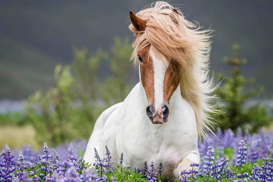 From Reykjavik: Full-Day Horse Riding & Golden Circle Tour - The Morning Ride at Laxnes Horse Farm