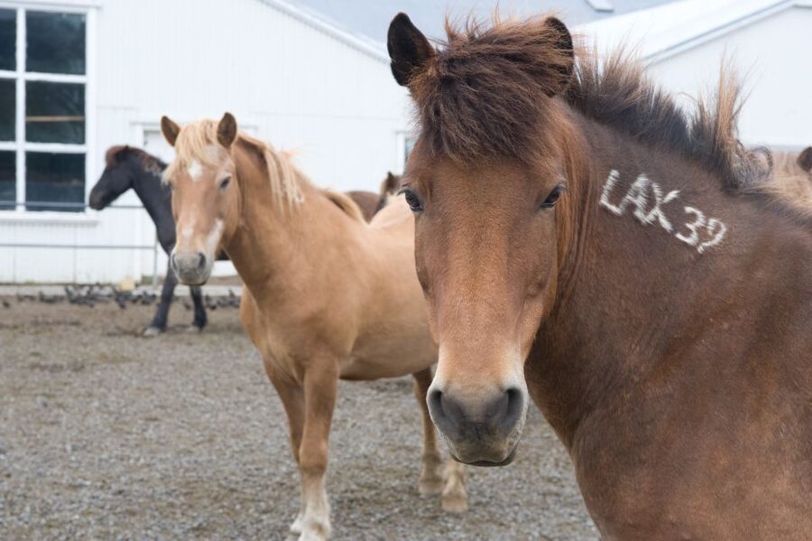 From Reykjavik: Full-Day Horse Riding & Golden Circle Tour - The Ride Back Across Southern Iceland