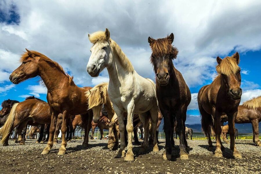 From Reykjavik: Full-Day Horse Riding & Golden Circle Tour - Is the $258 Price Fair?