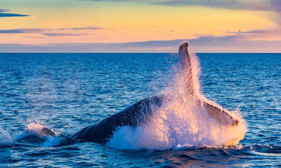 From Reykjavik: Full Day Whale Watching & Golden Circle Tour - FAQ