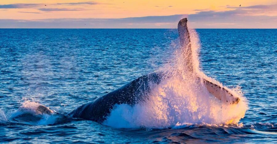 From Reykjavik: Full Day Whale Watching & Golden Circle Tour - Setting out from Reykjavik Old Harbour
