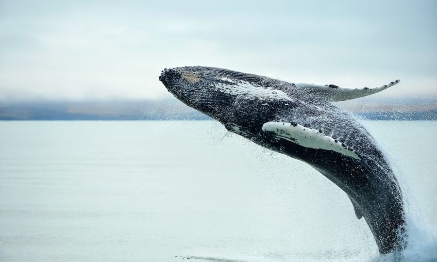 From Reykjavik: Full Day Whale Watching & Golden Circle Tour - Who should book this full day