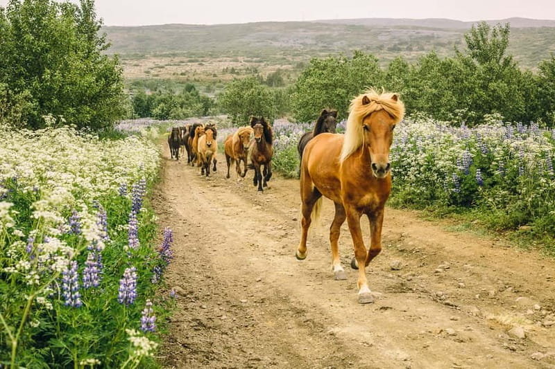 From Reykjavík: Icelandic Horse Riding Tour in Lava Fields - Riding Icelandic horses across Hafnarfjörður’s lava fields