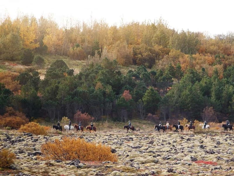 From Reykjavík: Icelandic Horse Riding Tour in Lava Fields - Is $141 good value?