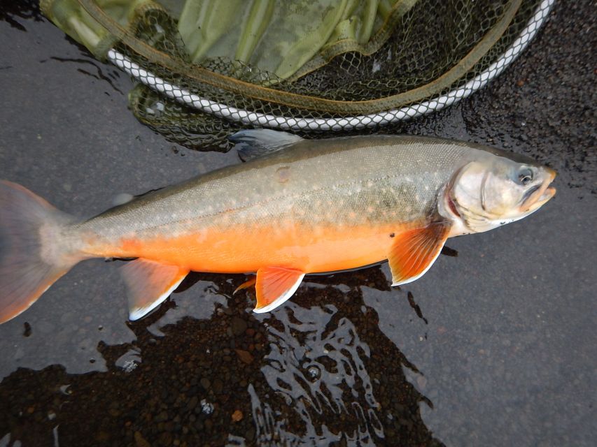 From Reykjavik: Lake and River Fishing Tour - Practical details before you reserve