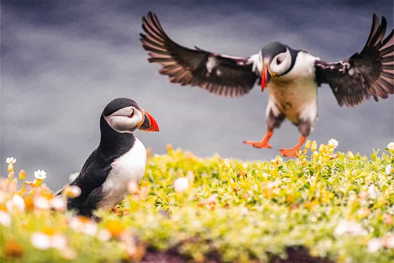 From Reykjavik: Puffin and Volcano Tour in Westman Islands - Why the Westman Islands are worth a full day