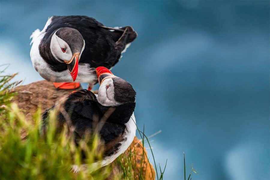 From Reykjavik: Puffin and Volcano Tour in Westman Islands - Puffin watching at Stórhöfði Cape