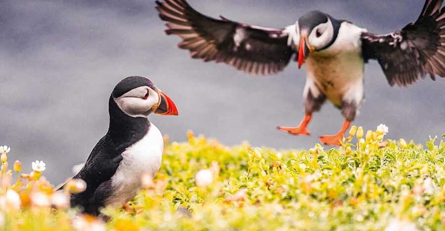 From Reykjavik: Puffin and Volcano Tour in Westman Islands - From Reykjavik to the Herjólfur ferry