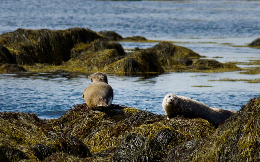 From Reykjavik: Snaefellsnes National Park - Small Group - Why Snæfellsnes makes a strong day trip from Reykjavik