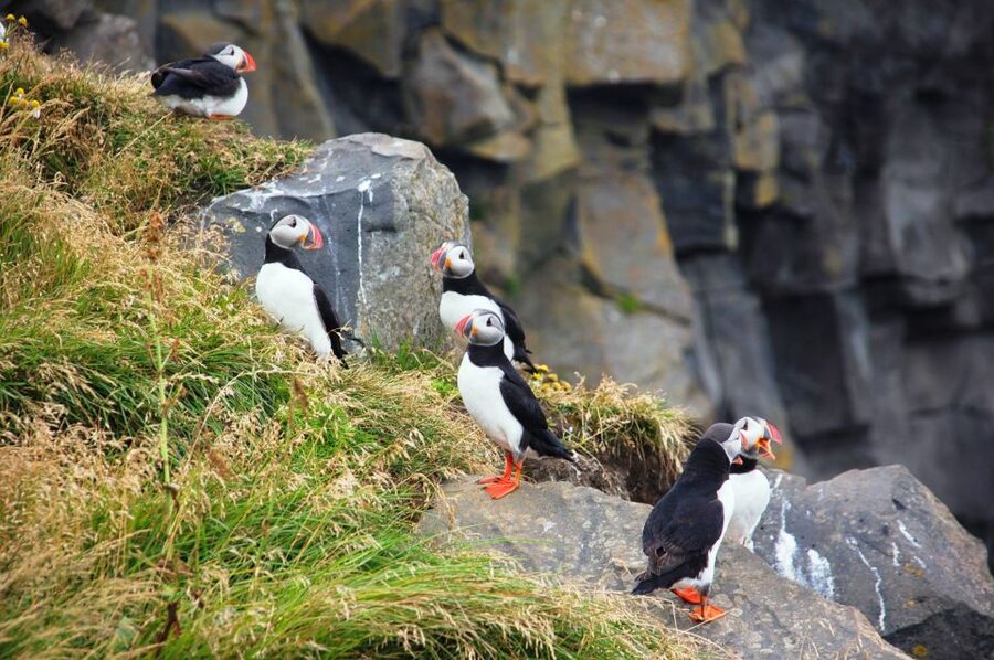 From Reykjavik: South Coast Small-Group Tour - What $192 buys you