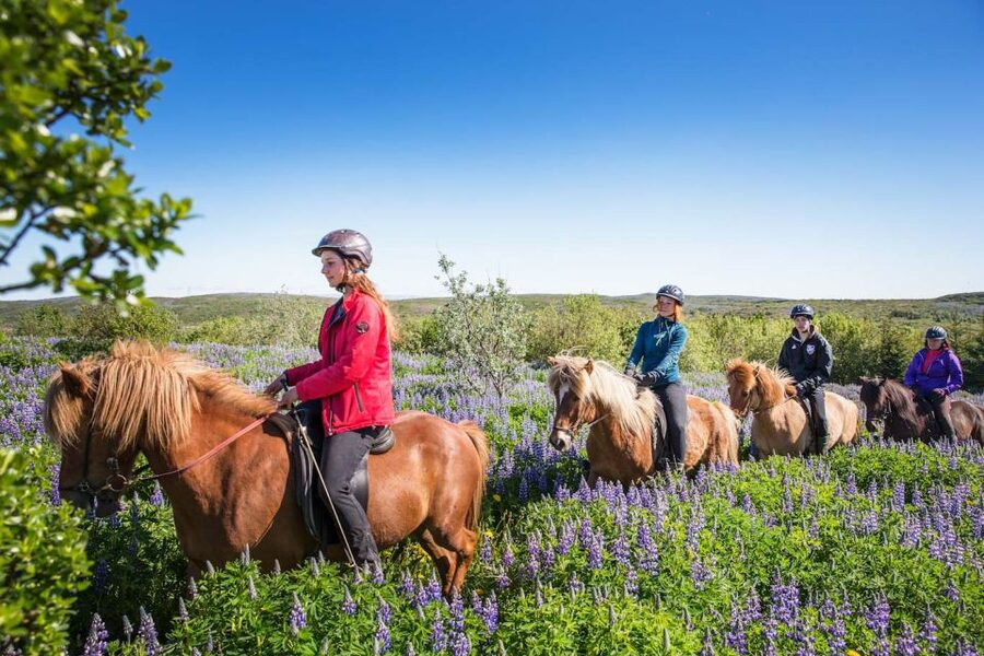From Reykjavík: Viking Horseback Tour in Hafnarfjörður - Who should book this ride?