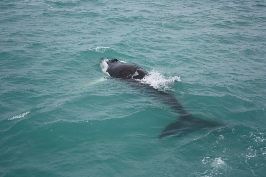 From Reykjavik: Whale Watching Tour - Key points to know before sailing