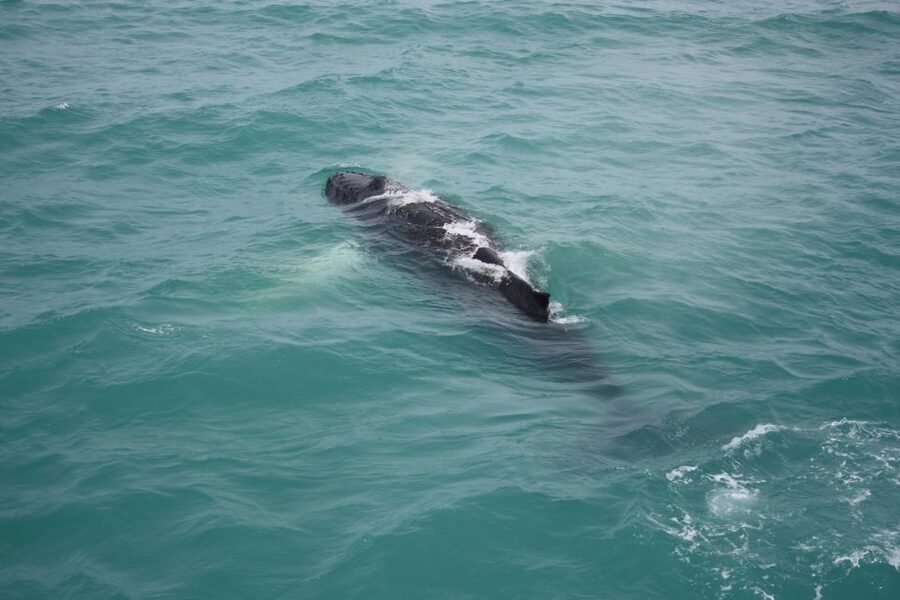 From Reykjavik: Whale Watching Tour - Practical advice for a better outing
