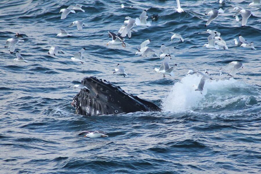 From Reykjavik: Whale Watching Tour - Setting out from Reykjavik’s old harbor