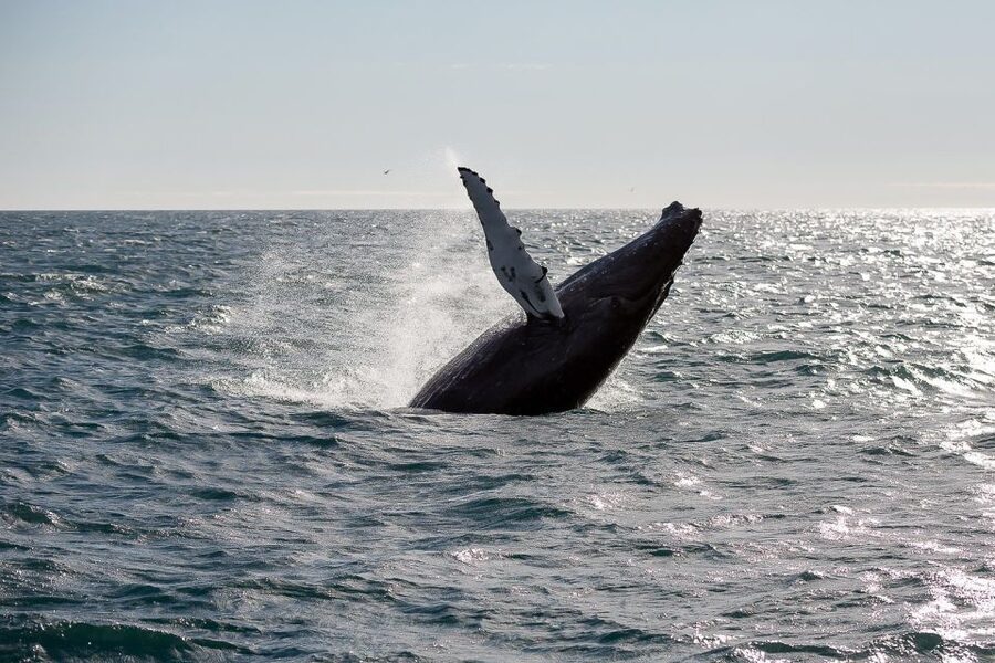 From Reykjavik: Whale Watching Tour - Faxaflói Bay is where the search becomes serious