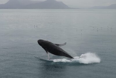 Whale Watching Tour